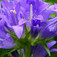 Csomós harangvirág (<i>Campanula glomerata</i>)