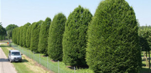 Óriás gyertyán (<i>Carpinus betulus</i> 'Monumentalis')