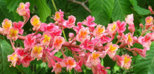 Hússzínű vadgesztenye (<i>Aesculus carnea</i> 'Briotti')