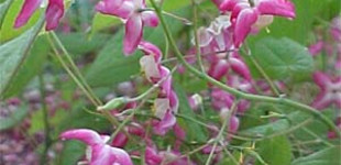 Püspöksüveg (<i>Epimedium sp.</i>)