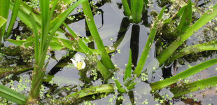 Vízi aloé (<i>Stratiotes aloides</i>)