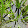 Vízi aloé (<i>Stratiotes aloides</i>)