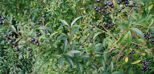 Közönséges fagyal (<i>Ligustrum vulgare</i>)