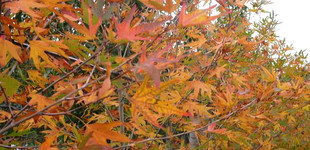 Ciprusi platán (<i>Platanus orientalis var. insularis</i> ''Autumn's Glory'')