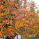 Ciprusi platán (<i>Platanus orientalis var. insularis</i> ''Autumn's Glory'')