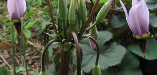 Cifra istenvirág (<i>Dodecatheon meadia</i>)