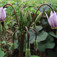 Cifra istenvirág (<i>Dodecatheon meadia</i>)