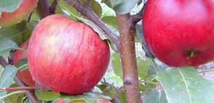 'Egri piros' alma (<i>Malus domestica</i> ''Egri piros'')