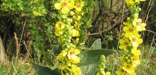 Ökörfarkkóró (<i>Verbascum</i>)