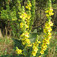Ökörfarkkóró (<i>Verbascum</i>)
