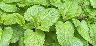 Citromfű (<i>Melissa officinalis</i>)