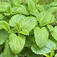 Citromfű (<i>Melissa officinalis</i>)