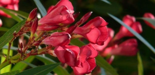 Leander (<i>Nerium oleander</i>)