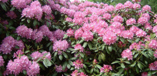 Rhododendron, havasszépe, azálea (<i>Azalea sp.</i>)