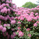 Rhododendron, havasszépe, azálea (<i>Azalea sp.</i>)