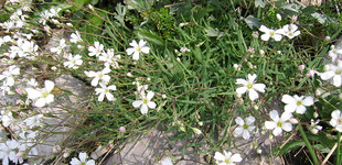 Fátyolvirág (<i>Gypsophila</i>)