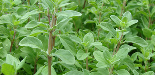 Kerti majoranna (<i>Majoranna hortensis</i>)