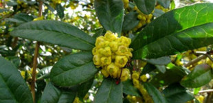 Júlia-borbolya (<i>Berberis julianae</i>)