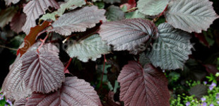 Vérmogyoró (<i>Corylus maxima</i> 'Purpurea')