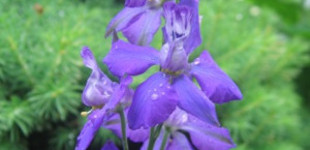 Szarkaláb (<i>Delphinium x belladonna</i>)