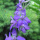 Szarkaláb (<i>Delphinium x belladonna</i>)