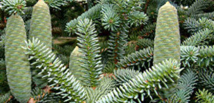 Andalúziai jegenyefenyő (<i>Abies pinsapo</i> 'Glauca')