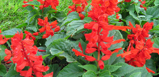 Tűzpiros zsálya (<i>Salvia splendens</i>)