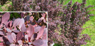 Vöröslevelű közönséges borbolya (<i>Berberis vulgaris</i> 'Atropurpurea')