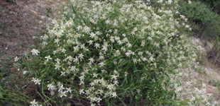 Iszalag (<i>Clematis songarica</i>)