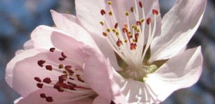 Hegyi őszibarack (<i>Persica davidiana</i>)