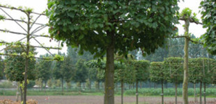 Mezei juhar (<i>Acer campestre</i> 'Elsrijk')