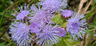 Kék bojtocska (<i>Ageratum houstonianum</i>)