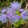 Kék bojtocska (<i>Ageratum houstonianum</i>)