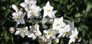 Csüngő jázmin (<i>Solanum jasminoides</i>)