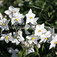 Csüngő jázmin (<i>Solanum jasminoides</i>)