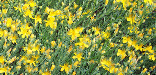 Törpe orbáncfű (<i>Hypericum olympicum</i>)