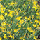 Törpe orbáncfű (<i>Hypericum olympicum</i>)