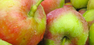 'Julyred' alma (<i>Malus domestica</i> ''July Red'')