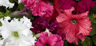 Nagyvirágú petúnia (<i>Petunia grandiflora</i>)