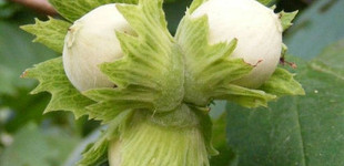 Közönséges mogyoró (<i>Corylus avellana</i>)