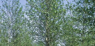 Juharlevelű platán (<i>Platanus x acerifolia</i> ''Mr. X'')