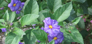 Burgonyafa (<i>Solanum rantonnetii</i>)