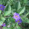 Burgonyafa (<i>Solanum rantonnetii</i>)