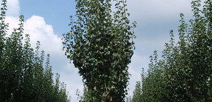 Oszlopos körte 'Beech Hill' (<i>Pyrus communis</i> ''Beech Hill'')