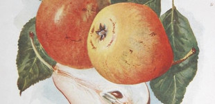 Búzával érő körte (<i>Pyrus communis</i> ''Búzával érő'')