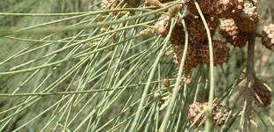 Kazuárfa (<i>Casuarina sp.</i>)