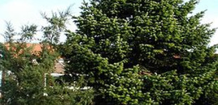 Kaukázusi jegenyefenyő (<i>Abies nordmanniana</i>)