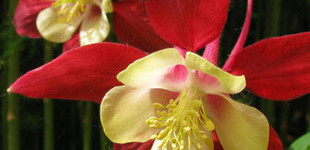 Nyugati harangláb (<i>Aquilegia formosa</i>)