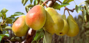 Dr. Guyot Gyula körte (<i>Pyrus communis</i> ''Doctor Jules Guyot'')