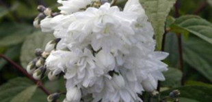 Gyöngyvirágcserje (<i>Deutzia scabra</i> 'Candidissima')